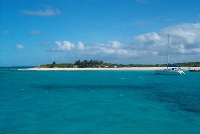 The tiny island where iguanas on brink of extinction are thriving