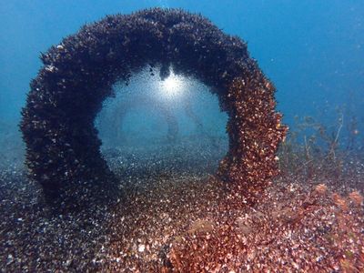 ‘It’s an open invasion’: how millions of quagga mussels changed Lake Geneva for ever