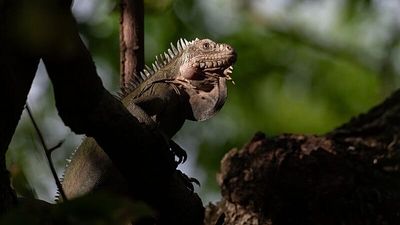 Love Island for lizards: Critically endangered iguanas now thriving thanks to matchmaking project