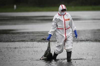 Scientists identify key tipping point when bird flu could cause a pandemic in humans