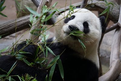 Japan's Pandas Are Returning To China – Panda Diplomacy Explained
