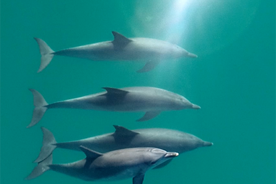 Like humans, dolphins with life-long friendships age slower, study finds