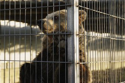 Lion and bear illegally kept as pets rescued from home