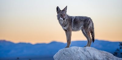 With wolves absent from most of eastern North America, can coyotes replace them?