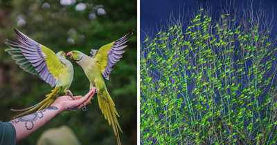 I Thought Winter Had Turned Green In London, Until I Realized It Was A Thousand Parakeets (35 Pics)