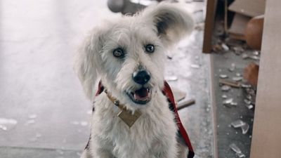 ‘Krypto's Never Going To Be A Good Dog.' Why James Gunn Still Says Supergirl's Different From Superman