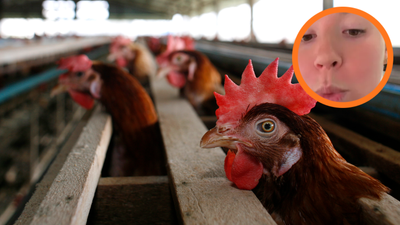 ‘Spit it out’: Florida chef exposes the shocking ‘epidemic’ of chicken and how you can avoid chicken tasting like wood