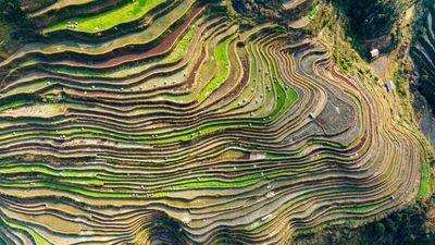 Dashed dreams and land grabs: The rise of rural protests in China