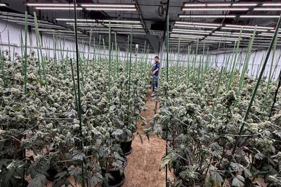 Vietnamese men caught growing weed