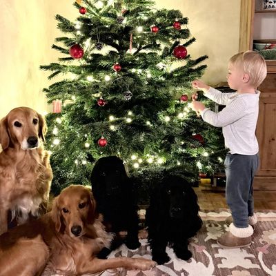 George, Charlotte and Louis's Adorable Cousin "Insisted" on Including His Dogs in Heartwarming Tree Decorating Video