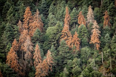 They survived wildfires. But something else is killing Greece’s iconic fir forests