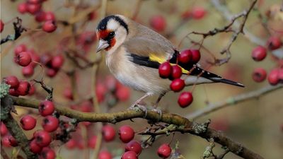 A ‘Winter Wildlife Foodscape’ Is the Easiest Way to Feed Garden Visitors This Season, Says A Designer – 3 Beautiful Ideas to Get You Started