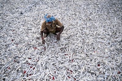 How global seafood trade is moving ‘forever chemicals’ from contaminated waters to dinner plates