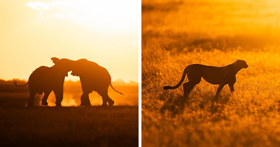30 Magical Sunset Wildlife Silhouettes Captured By This Photographer