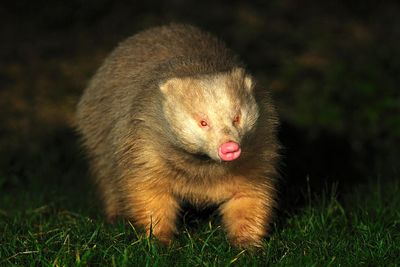 Why an albino badger named Alberto threatens to scupper £25m stately home revamp