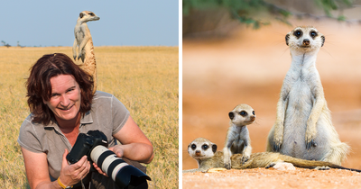 I Went To Photograph Meerkats And Ended Up Being Climbed On, Judged, And Peed On (32 Pics)