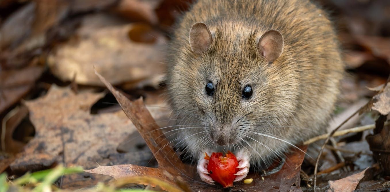 I study rat nests − here’s why rodents make great…