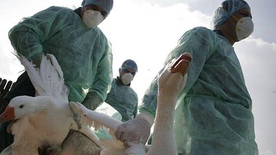 Could bird flu spread among humans? Scientists show how it might happen