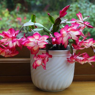 If you want a home filled with joy and harmony this Christmas, then your Christmas cactus placement is key, experts reveal