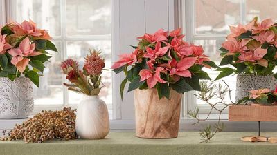 The Ultimate Poinsettia Care Guide: How to Keep These Joyful Plants Thriving for the Holidays and Beyond