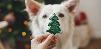 Why you should spend more time with a dog this Christmas