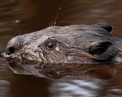 The rise of ‘beaver bombing’ across Europe
