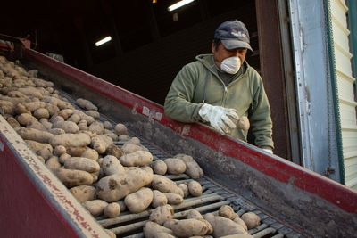 Why eating potatoes can actually help with weight loss
