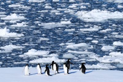 In Antarctica, photos show a remote area teeming with life amid growing risks from climate change