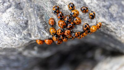 Pest expert warns of 'death spiral’ ladybugs invading our homes this winter — here’s what to look out for
