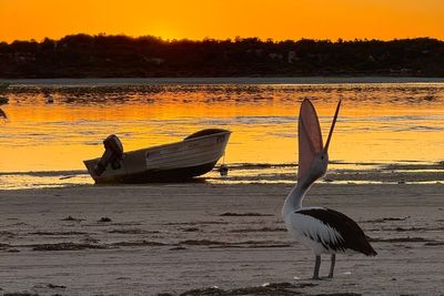 Australia’s hidden gem with exhilarating wildlife experiences and exquisite seafood