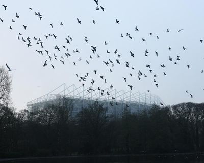 Newcastle 2-2 Chelsea: Premier League – as it happened