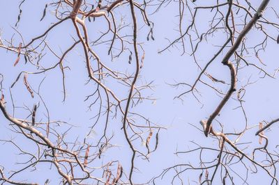 How Your Garden’s Colour Palette Changes when the Leaves Are Gone