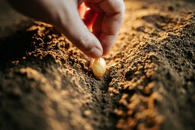 12 Holiday Seed Swap Ideas for Garden Communities