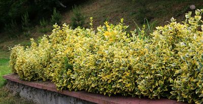 Why Evergreen Shrubs Are Winter’s Secret Weapon in the Garden