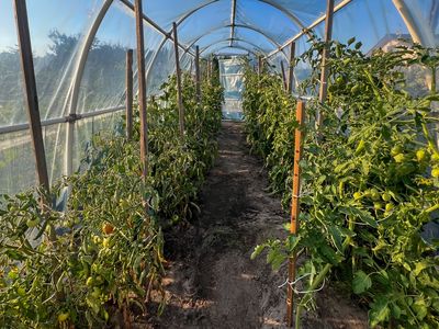 What’s the Real Benefit of Using Garden Covers and Tunnels?