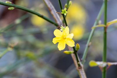 6 Winter Garden Colour Schemes That Replace Summer Blooms