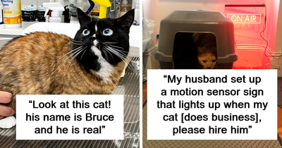 50 Times Cats Were “Weird Little Guys” And Got Featured On This Popular IG Account (New Pics)