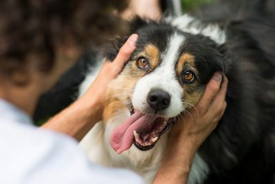 Electric shock dog collars banned under new government proposal