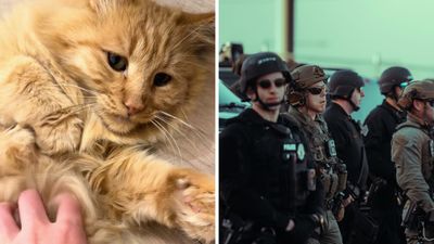 ‘His owners must be so heartbroken’: Woman attends Petco adoption event with boyfriend. Then she learns why one cat was separated from its owner