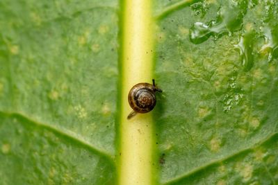 Snails on a plane: Australia flies rescue mission to Norfolk Island for a tiny, critically endangered species