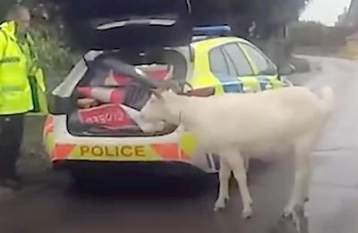 Police use lasso to help recapture runaway billy goat in Wiltshire