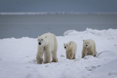 Wild mother polar bear adopts cub in rare video: ‘It gives you a lot of hope’