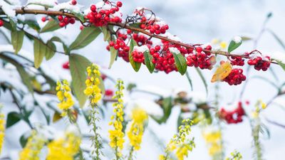 7 Winter-Flowering Plants in Every Color of the Rainbow – So Your Yard Need Never Look Dull This Season