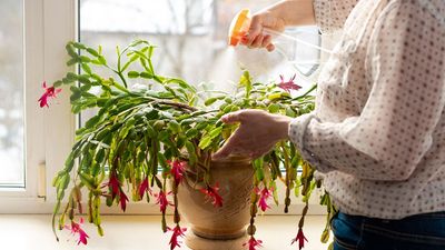 5 signs you've overwatered your Christmas cactus — and how to fix it