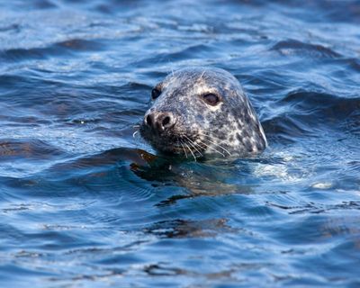 Country diary: A seal so close I can see its nostrils flaring