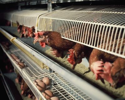Hen cages and pig farrowing crates to be outlawed in England