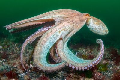 2025 is ‘year of the octopus’ as record numbers spotted off England’s south coast