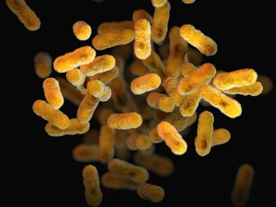 How the Gut Microbiome and Gut-Brain Connection Control Immunity, Mood, and Energy