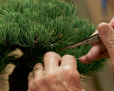 Light Needs review – a blooming lovely meditation on plants and their people