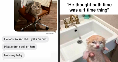 120 Wholesome And Funny Animal Memes To Help You Ignore The Chaos Happening In The World Right Now